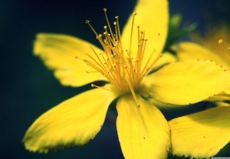 Yellow Flower - flower, yellow, bloom, macro