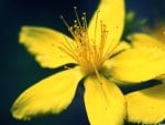 Yellow Flower