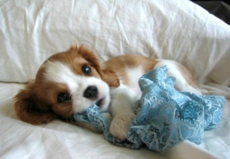 MY BLUE BLANKET - pets, bed, dogs, blanket, blue, babies, puppies