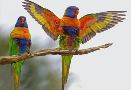 Time to Fly! - colorful, parrots, birds, fly, animals