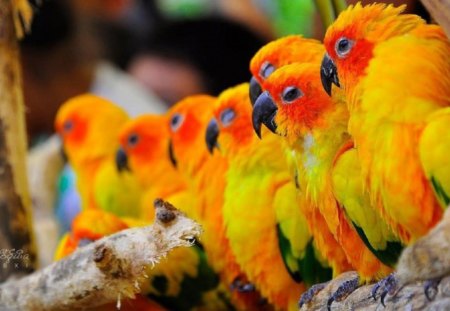 Large Colorful Family Gathering - parrots, gathering, animals, family, colorful, birds