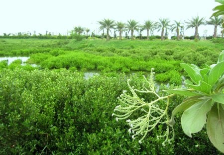 Wetland - plants, wetland, lake, tree