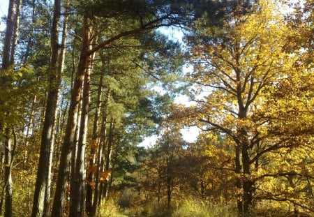 Forest - leaf, autumn, forest, october