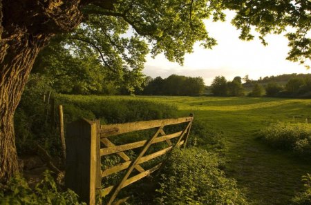 Afternoon Sunlight - sunlight, trees, bushes, grass, fence, light, leaves, nature, field, day, sky, limbs