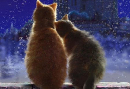 Cat*s Love - love, stars, window, cats, kitty, animals, winter