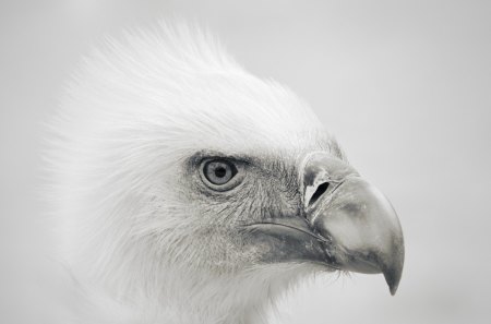 My new Boss - bird, vulture, boss, wallpaper