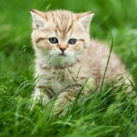 cute kitty in the grass