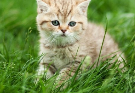 cute kitty in the grass - cute, grass, cat, animals, kitty