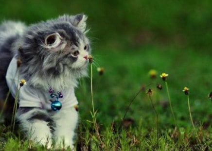 Stop to smell the flower.... - smelling flower, in a garden, animals, cat