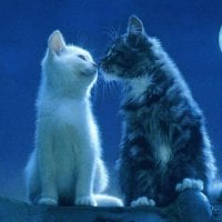 Cats kissing by the moon...