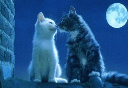 Cats kissing by the moon...