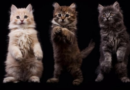 Cute Trio - trio, cute, animals, cats