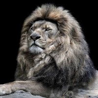 The King