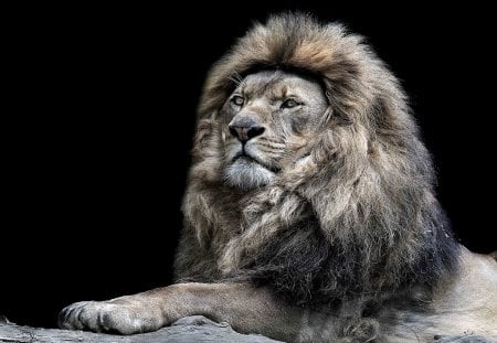 The King - male, the king, art, lion, animals, wallpaper