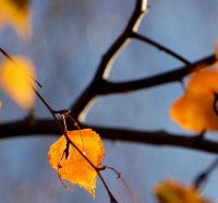 Yellow Autumn Tree Leaves