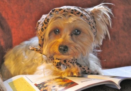 Fashion Ladyâ™¥ - lady, animals, pretty, dogs, fashion