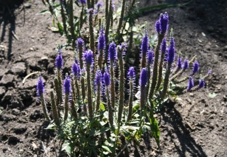 Flowers at Edmonton Garden 53 - soil, purple, brown, flowers, photography, nature, green