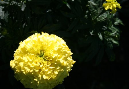 Flowers at Edmonton Garden 56 - garden, flowers, dahlia, photography, yellow, nature, green