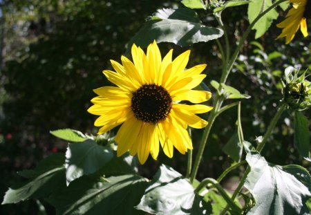 Flowers at Edmonton Garden 57 - nature, brown, yellow, photography, green, flowers, garden