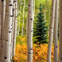 Aspen Forest Near Crested Butte Colorado