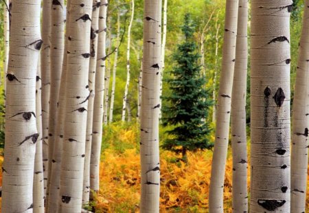 Aspen Forest Near Crested Butte Colorado - trees, aspen, forest, daylight, bush, white, nature, green, day