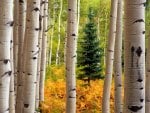 Aspen Forest Near Crested Butte Colorado