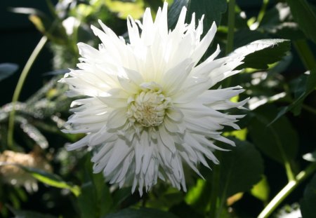 Flowers at Edmonton Garden 65 - flowers, white, nature, garden, green, photography, dahlia