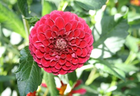 Flowers at Edmonton Garden 67 - nature, dahlia, red, photography, green, flowers, garden