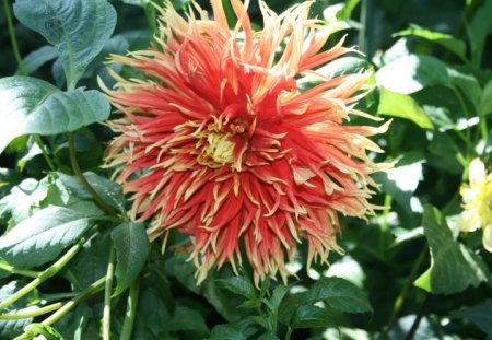 Flowers at Edmonton Garden 68 - yellow, photography, orange, leaves, flowers, nature, green, garden, dahlia