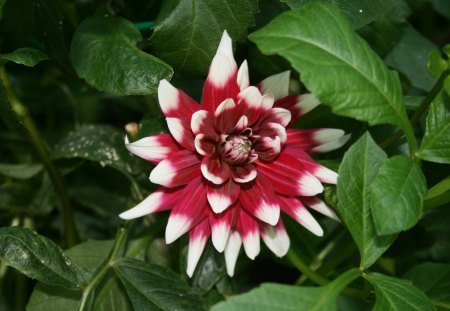 Flowers at Edmonton Garden 69 - red, flowers, dahlia, leaves, garden, white, photography, nature, green