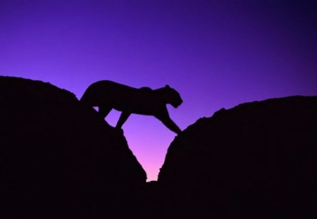 Big Cat In Silhouette - crevice, dark sky, animal, big cat