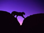 Big Cat In Silhouette