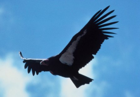 Wingspan - bird, clouds, animal, sky