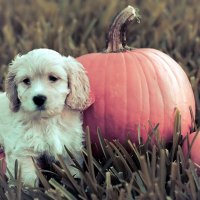 *** Dog with Pumpkin ***