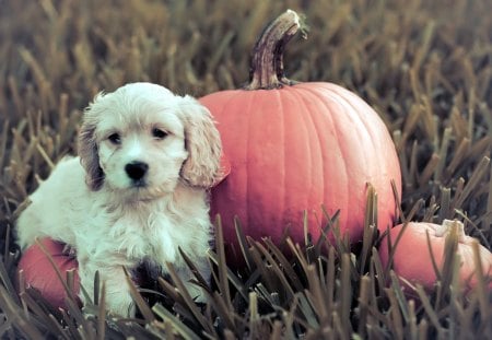 *** Dog with Pumpkin *** - zwierzeta, pies, dynia, trawa