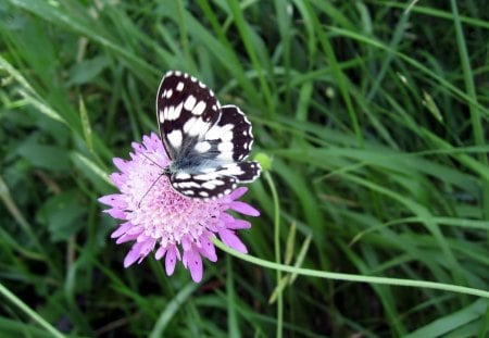 on the grass - butterfly, grass, violet, flower