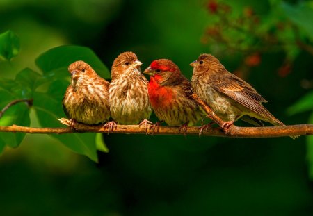 CUTE BIRDIES - trees, animals, branch, sparrows, rest, leaves, green, cute, birds