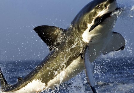 shark with food in your mouth - mouth, food, shark, sea