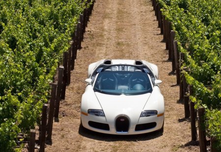 sports car in the vineyard - sports, vineyard, outdoor, car