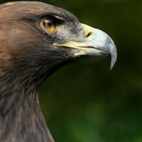 Alert eagle in the forest