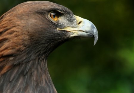 Alert eagle in the forest - eagle, birds, alert, forest