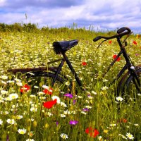 LONELY BICYCLE