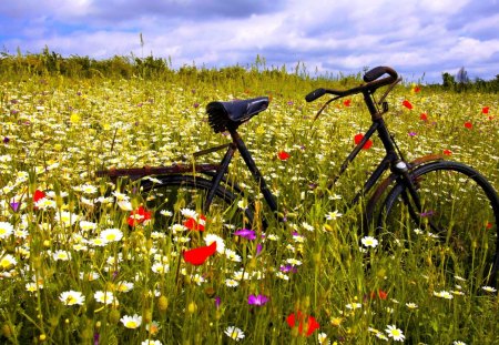 LONELY BICYCLE - sky, bicycle, field, flowers