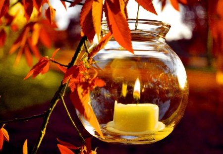 AUTUMN LIGHT - candle, autumn, branch, light, tree