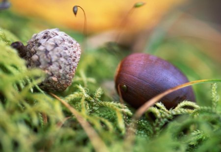 fall down - flowers, grass, nature, fruits