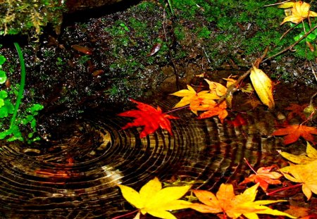 AUTUMN SWIRL - autumn, swirl, water, leaves, maples