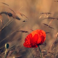 a red poppy