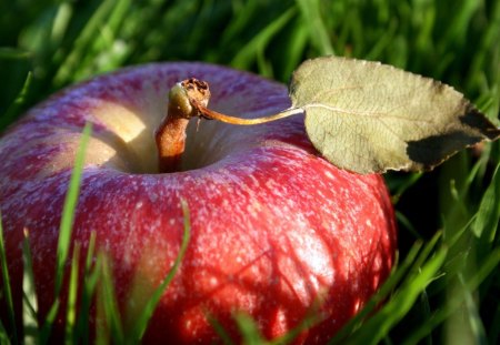 a hidden apple - hidden, grass, fruits, apple