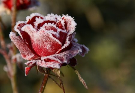 Frozen Rose - frosty, photography, pink rose, rose, frosted, white, frozen, winter, wallpaper, hd, nature, abstract, frost, red, seasons, flowers, red rose