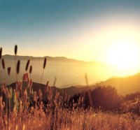 wheat field in the mountain